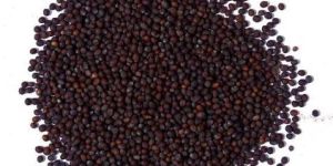 Brown Mustard Seeds