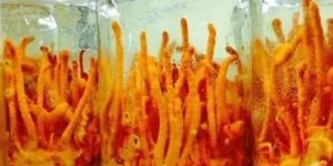 Cordyceps Militaris Mushroom