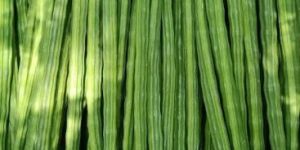 Drumstick Vegetables