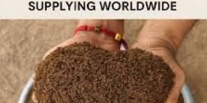 Cow Dung Powder