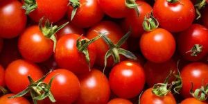 Fresh Red Tomato