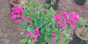 Bougainvillea Plant
