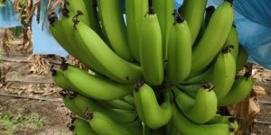 Green Banana