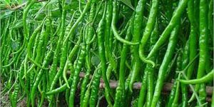 Fresh Green Chilli
