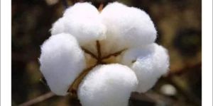 Cotton Fiber