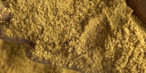 Corn DDGS