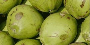Green Tender Coconut