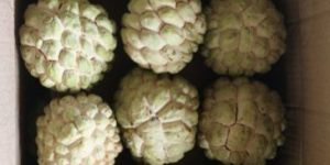 Custard Apple