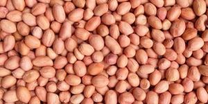 Raw Peanut Kernel