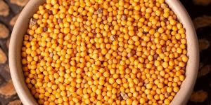Yellow Mustard Seeds