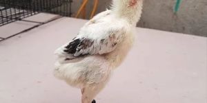 One Month Old Aseel Country Chicks