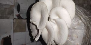 Fresh Oyster Mushroom