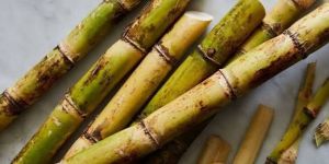 Sugarcane