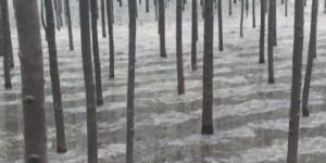 Casuarina Poles