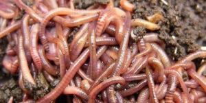 Indian Earthworm