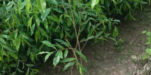 Agarwood Plant