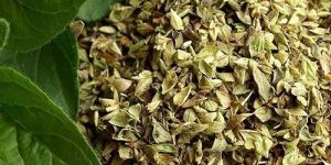 Premium Oregano Herbs
