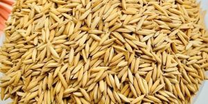 Raw Paddy Rice