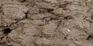 Cow Dung