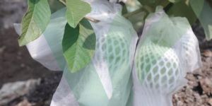Fruit Cover