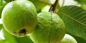 Fresh Guava