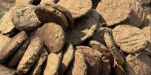 Cow Dung Cake
