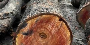 Pure Red Sandalwood Logs