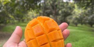 Dasheri Mango