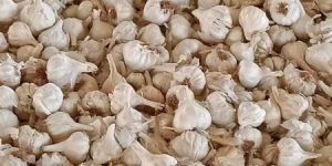 Dry Garlic