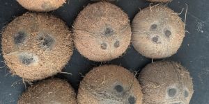Coconut Shell
