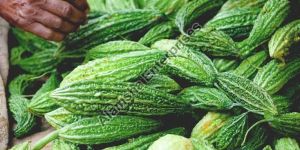 Bittergourd