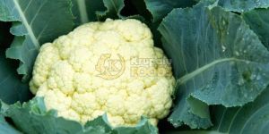 Fresh Cauliflowers