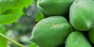 Fresh Green Papaya
