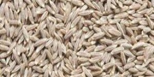 Cumin Seeds