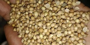 Coriander Seeds