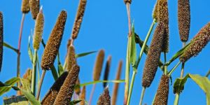 Green Millets