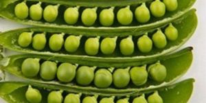 Fresh Peas