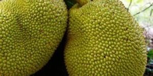 Jackfruit