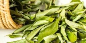 Dry Curry Leaves