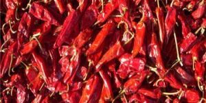 Red Chilli
