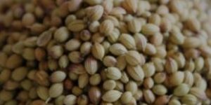 Coriander Seed
