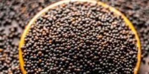 Black Mustard Seeds