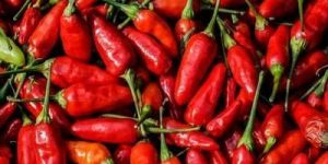 peri peri birds eye chilli