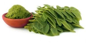 Moringa Leaves Raw Powder