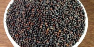 Mustard Seed Black