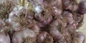 Original Hill Garlic