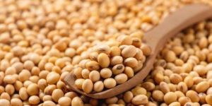 Soya Bean Whole