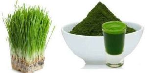 Wheatgrass Powder