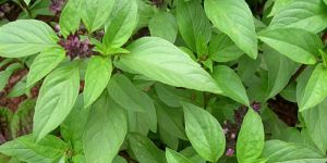 Basil Leaves