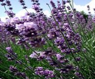 Lavender Oil